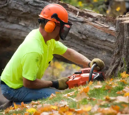 tree services Three Forks